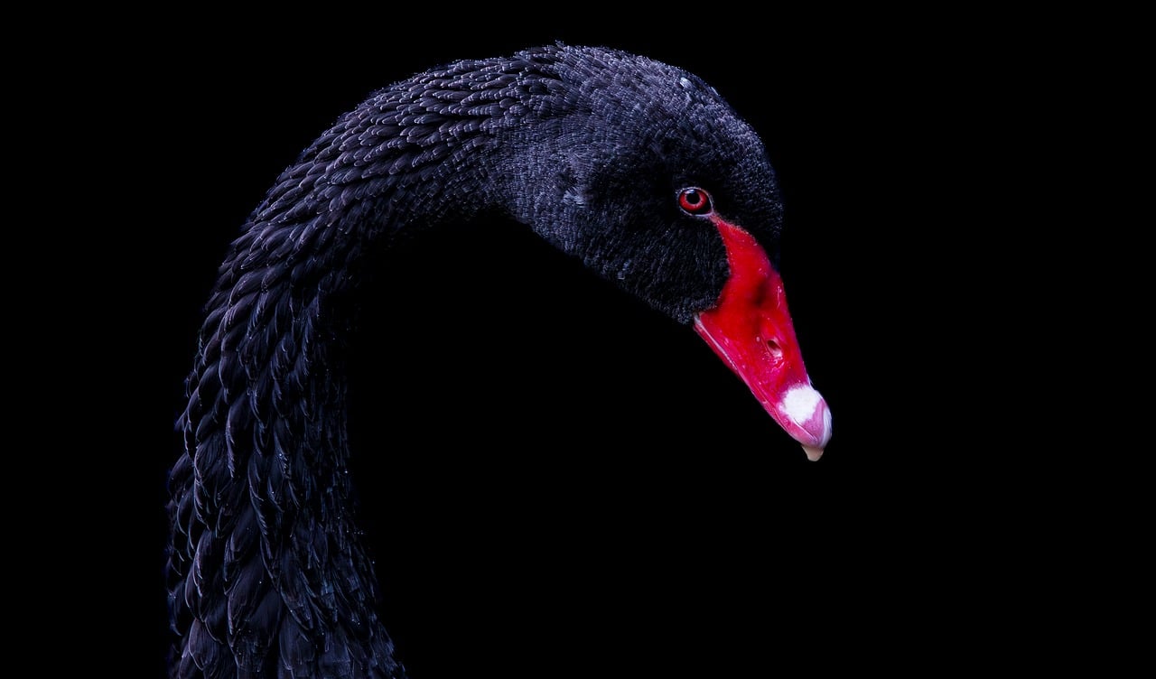 ブラックカードを取得するための条件は何ですか？