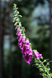 プライオリティパスプレステージの特典を最大限に活用する方法は？