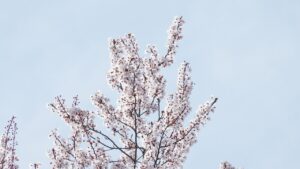 プラチナカードの年会費はどのくらいかかるのか？