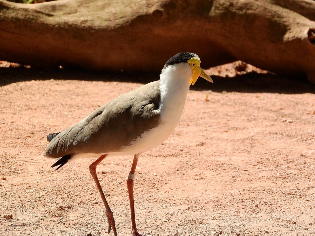 マイルの貯め方はANAクレジットカードを使うとどうなる？