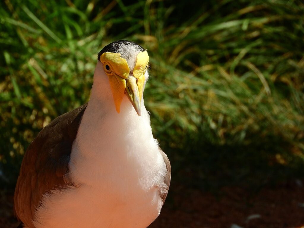 マイルの貯め方に最適なJALクレジットカードはどれ？