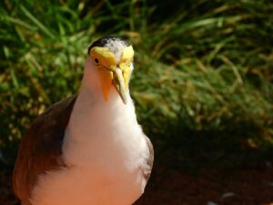 マイルの貯め方に最適なJALクレジットカードはどれ？