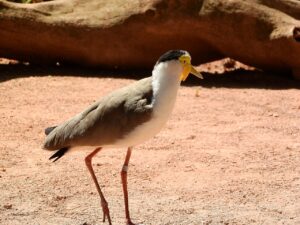 マイルを効率よく貯めるためのクレジットカードの選び方は？