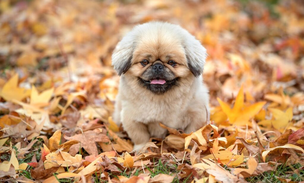 ダイナースプレミアムのメリットとは何ですか？