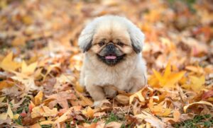 ダイナースプレミアムのメリットとは何ですか？