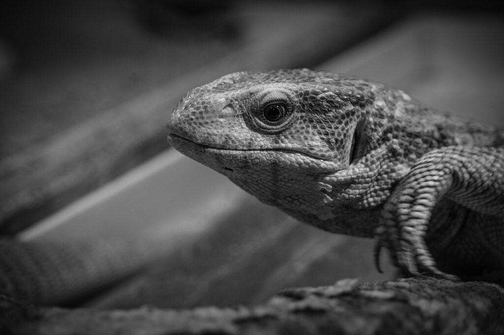 レア体験を楽しむための優待があるクレジットカードは？