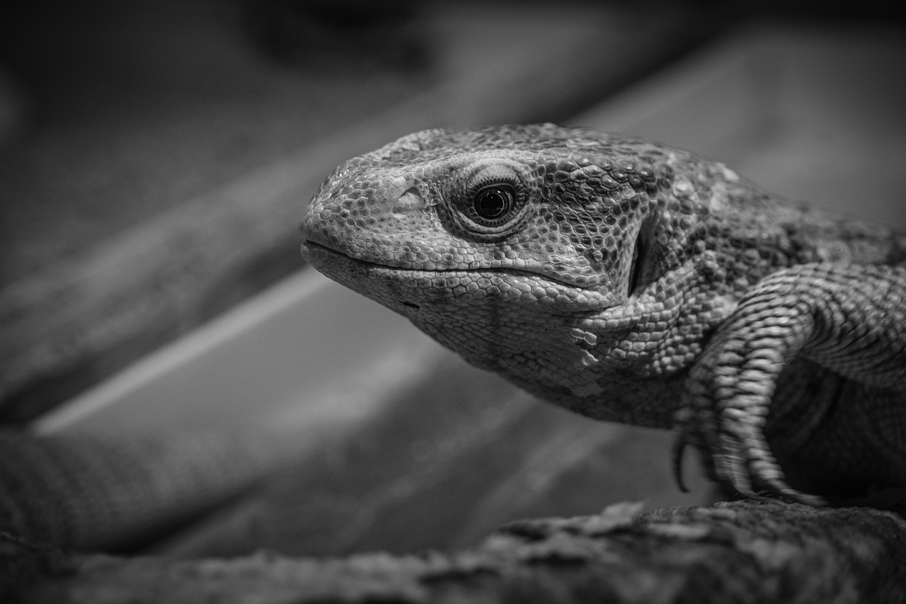 レア体験を楽しむための優待があるクレジットカードは？