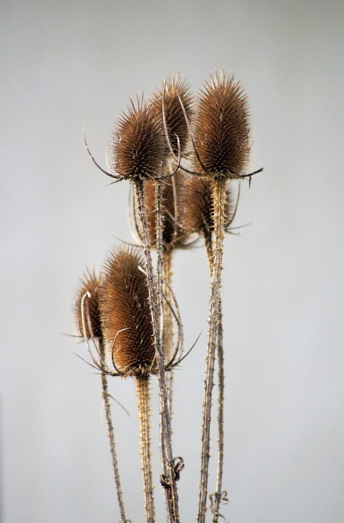 家族カードの特典はどのカードが一番お得なの？