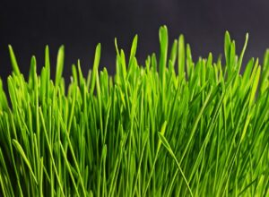 保険が使えなかった理由とは何か？