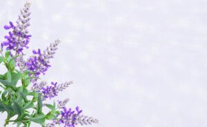 プレミアムカードの招待制って本当に得なの？