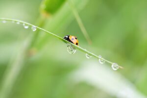 クレジットカードのポイントをお得に交換する方法は？